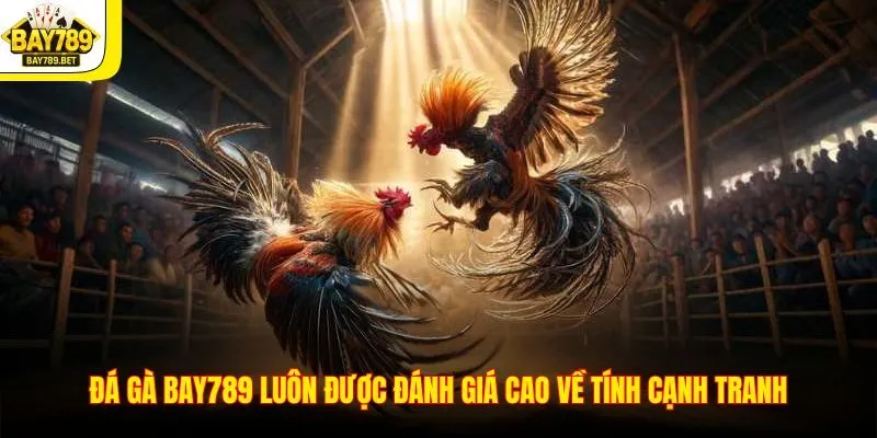 Đá gà BAY789 luôn được đánh giá cao về tính cạnh tranh